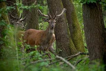 Fotobehang Stado jeleni ukryte w lesie © M