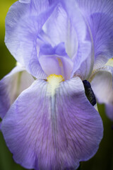 Macro of Purple iris