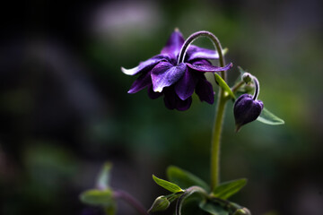 Fototapeta na wymiar Columbine flower