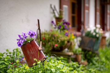Blumen in einer alten Kanne