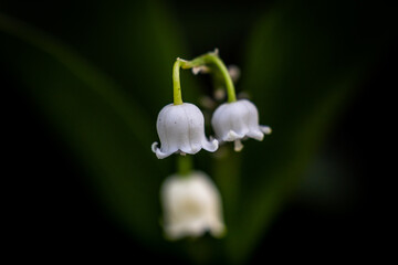 lily of the valley