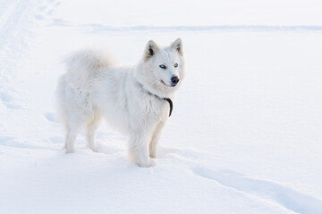 white dog in snow