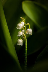 Obraz premium Lily of the Valley