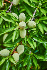 Almond fruits growing in spring on farm