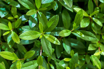 Fototapeta na wymiar フレッシュな緑色の葉