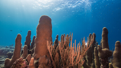 Seascape with various fish, Pillar Coral, and sponge in the coral reef of the Caribbean Sea, Curacao