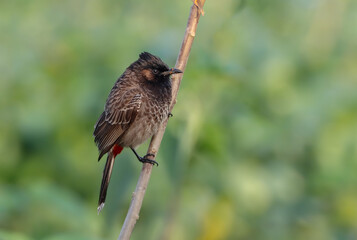 The red-vented bulbul is a member of the bulbul family of passerines. It is a resident breeder across the Indian subcontinent, including Sudan extending east to Jordan and parts of Algeria.