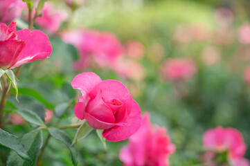 ピンク色のバラの花
