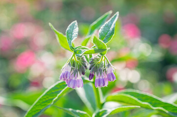 コンフリーの花