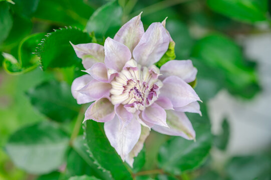 鉄線花 Images Browse Stock Photos Vectors And Video Adobe Stock