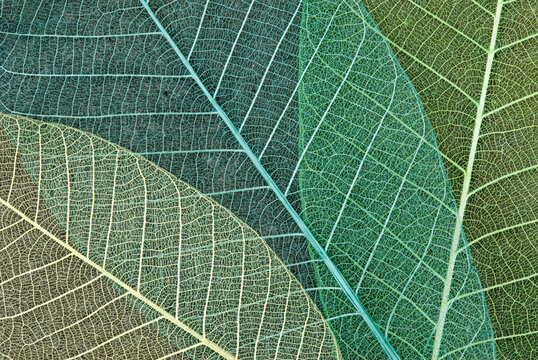 Ovelapping Skeleton Leaves from a Thai Rubber Tree - Hevea brasiliensiso