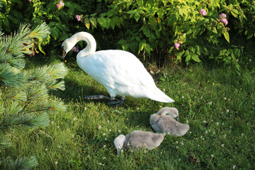 Little swans chicks are tired and rest on a warm sunny day