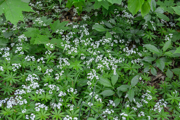 Obraz premium Woodruff - galium odoratum, blooming herbs .