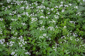 Obraz na płótnie Canvas Woodruff - galium odoratum, blooming herbs .