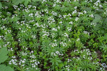 Woodruff - galium odoratum, blooming herbs .