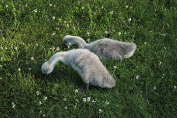 Two little swans hissing grass