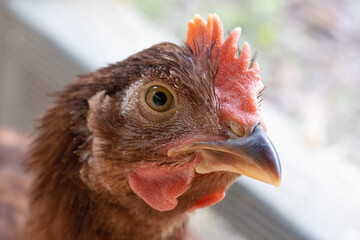 portrait of a chicken with red comb