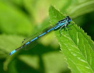 A male azure damselfly (Coenagrion puella) sitting on a green leaf.  Like dragonflies, damselflies are of the order Odonata. Damselflies are of the sub-order Zygoptera. Damselfly seen in Kent, UK.