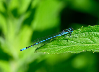 A male azure damselfly (Coenagrion puella) sitting on a green leaf.  Like dragonflies, damselflies...