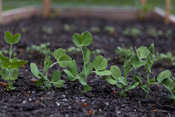 Snap Pea seedlings in a garden