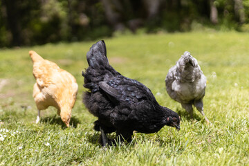 Chickens black, blonde and silver all grazing in the grass