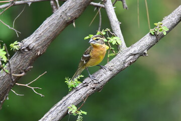 Female Black-headed grosbeak perched on tree limb. 