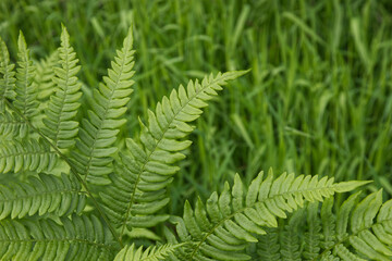 Fern leaf in focus.