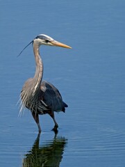 Great Blue Heron wading in the shallow waters