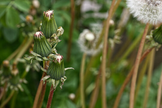 Dandelion seed buds in focus. 