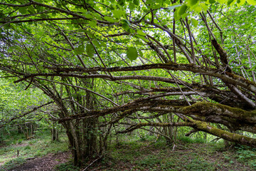 Trees in the forest of the Puy de Dome department, next to the extinct Puy de Dome volcano. Auvergne Volcanoes Regional Natural Park, France.