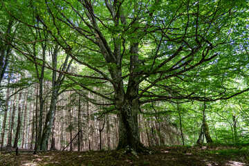Trees in the forest of the Puy de Dome department, next to the extinct Puy de Dome volcano. Huge old tree. Auvergne Volcanoes Regional Natural Park, France.