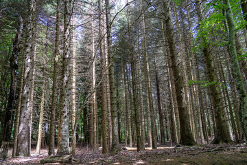 Trees in the forest of the Puy de Dome department, next to the extinct Puy de Dome volcano. Auvergne Volcanoes Regional Natural Park, France.
