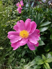 rosa Pfingstrose offen mit gelben Nektar