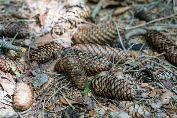Fir cones on the ground, close-up. Forest of the Puy de Dome department, next to the extinct Puy de Dome volcano. Auvergne Volcanoes Regional Natural Park, France.