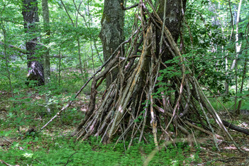 Trees in the forest of the Puy de Dome department, next to the extinct Puy de Dome volcano. Hut made of branches. Auvergne Volcanoes Regional Natural Park, France.