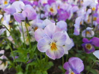 Fototapeta premium pansies