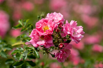 Fototapeta na wymiar Blooming pink roses in Lecoq City Park in Clermont-Ferrand, France.