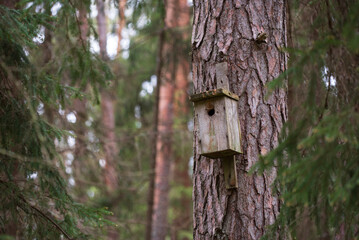 wooden bird house
