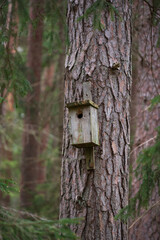 birdhouse on tree