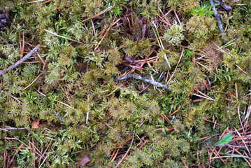 texture of moss