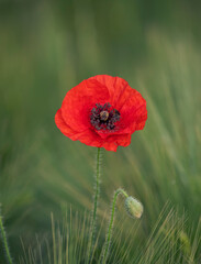 Poppy 