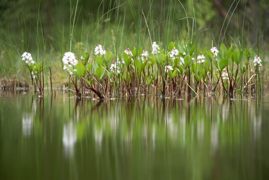 bog bean (Menyanthes trifoliata)