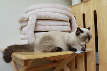 Brown and white cat lying on the floor,Close up cat selective focus face cat.	