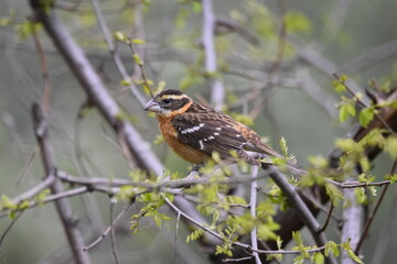 Female Black-headed Grosbeak on tree branch. 