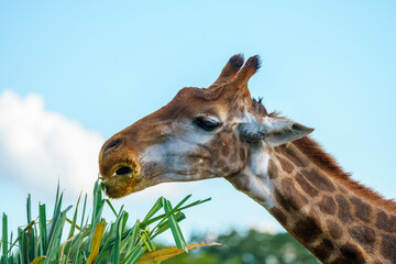 Giraffe grabbing a bite
