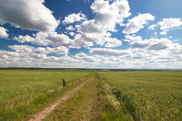 Fototapeta na wymiar A dusty path between grain fields in spring under white clouds.