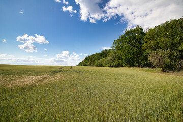 Obraz premium A grain field in spring day.