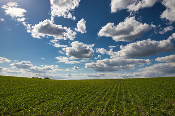 A green field of corn in spring fresh day.