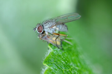 a predatory fly with a hunted prey on a green leaf. high magnification