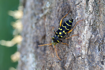 Obraz na płótnie Canvas Closeup Longhorn Beetle - Plagionotus arcuatus. Female lays eggs in the oak bark.